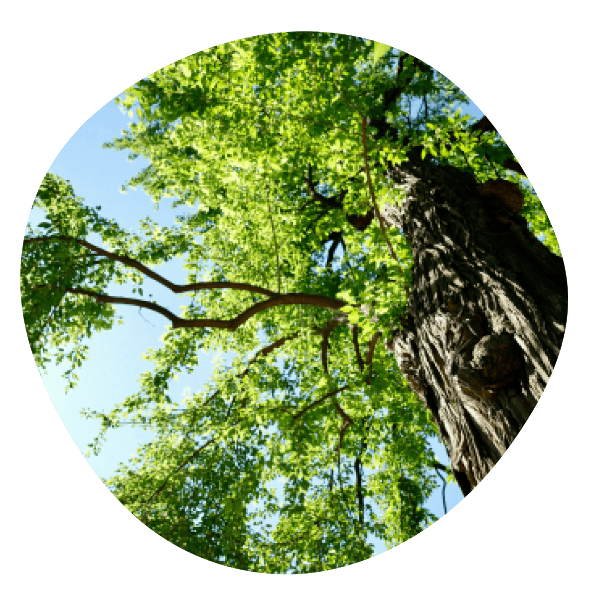 Fotka - strom v lese