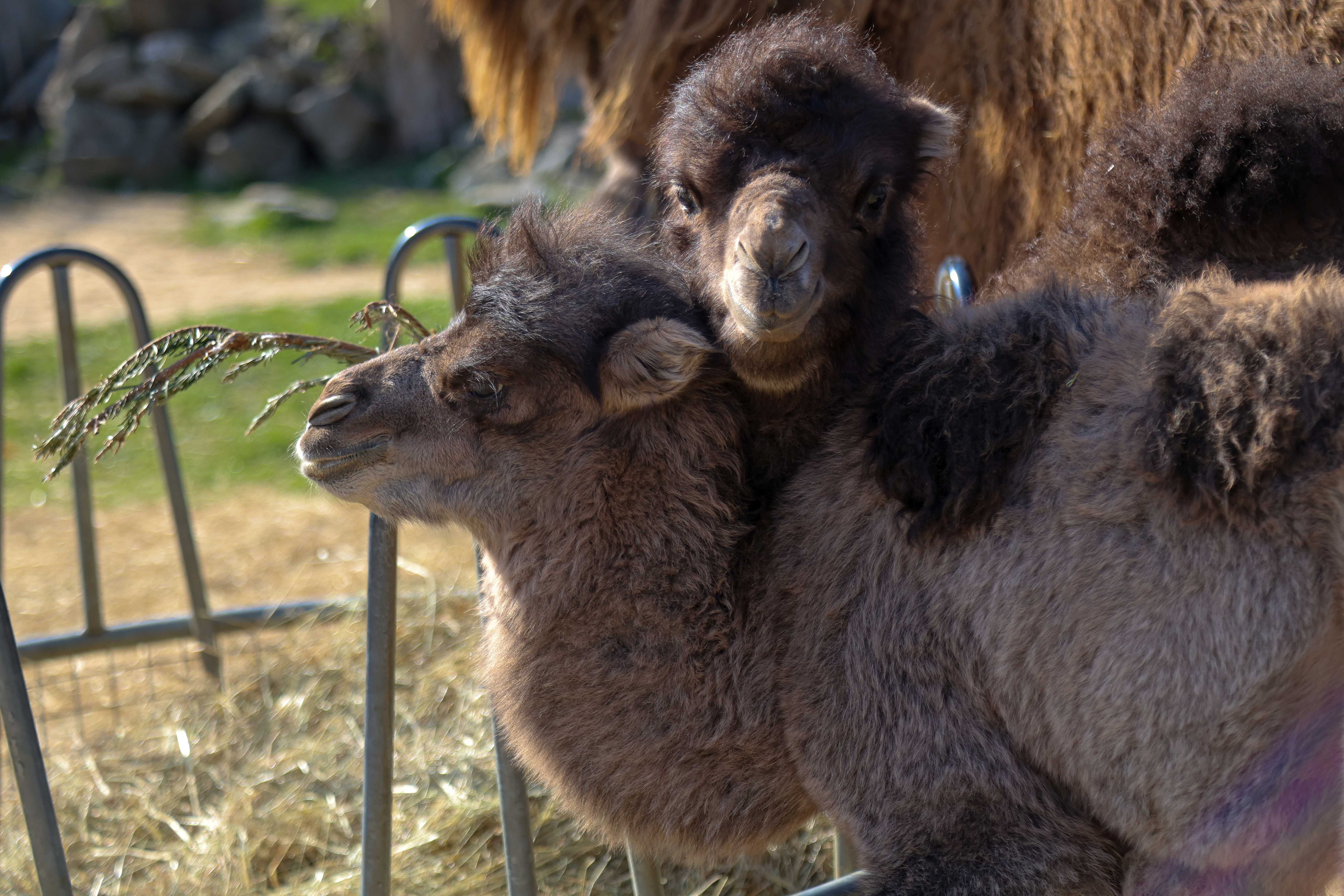 V bratislavskej ZOO sa priebehu necelého mesiaca v chovnej skupine tiav dvojhrbých narodili až tri mláďatá.