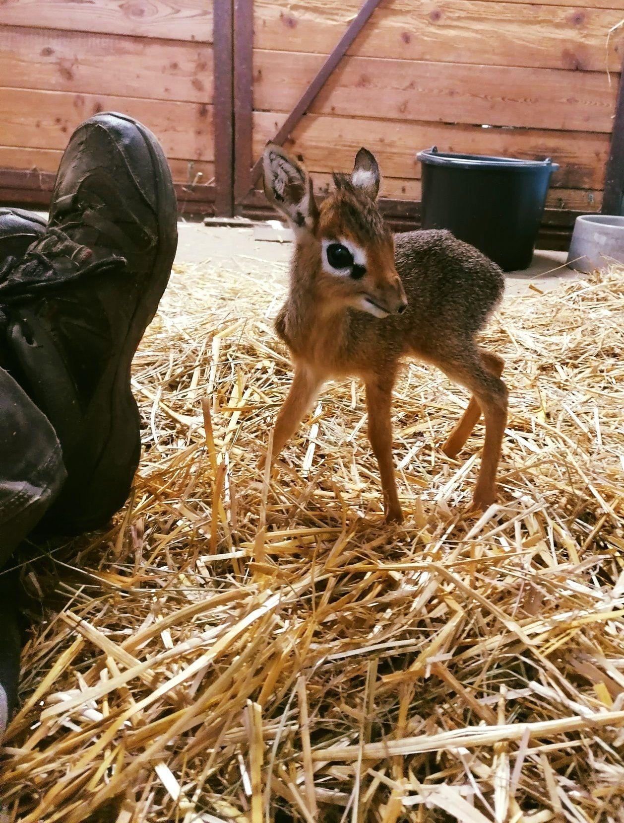 mláďa Dikdik-a Kirkov-a