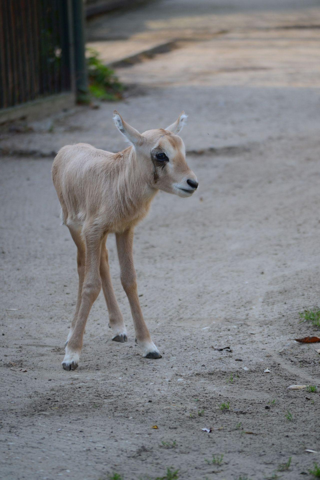 mláďa oryxa arabského