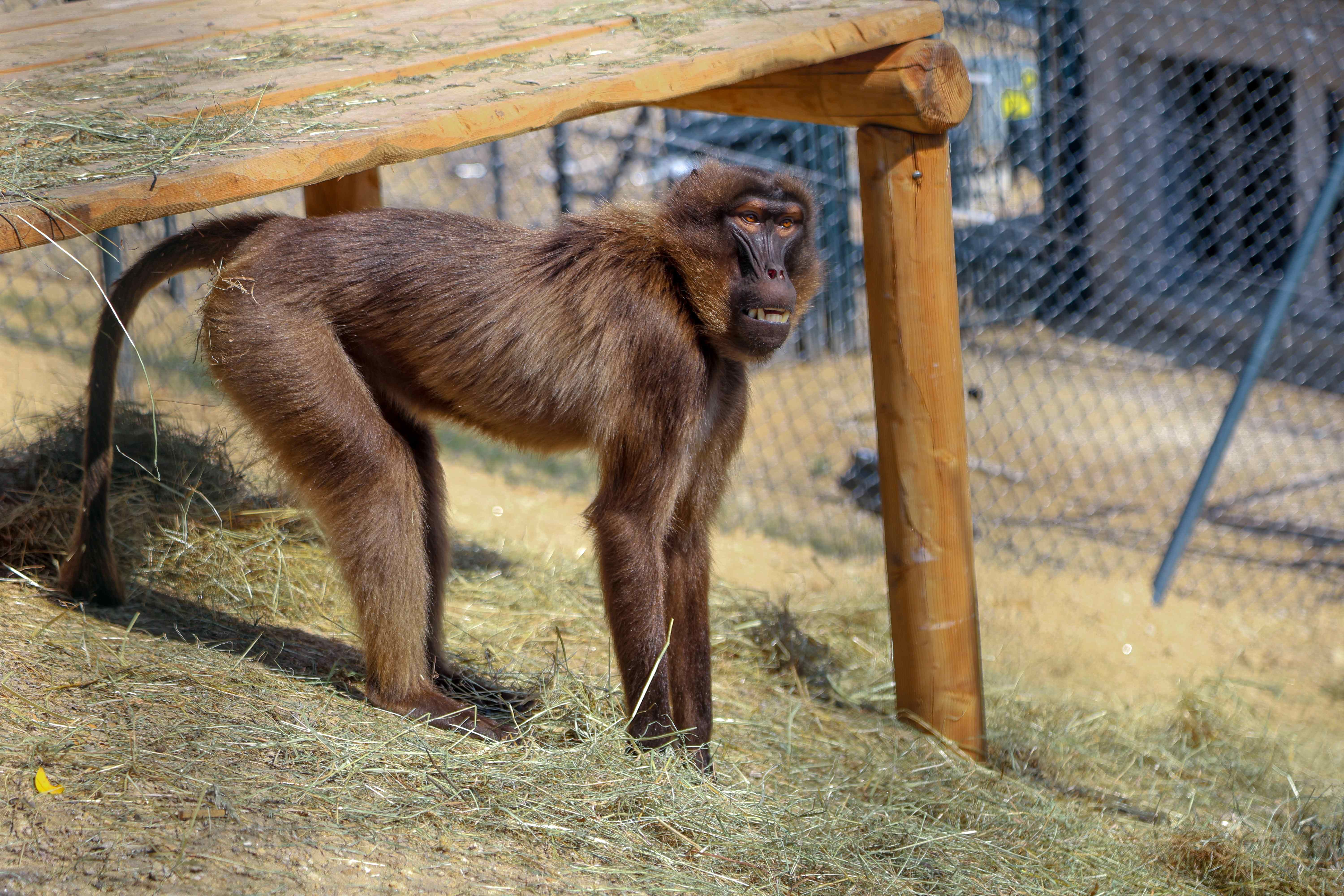 ZOO Bratislava privítala prvých šesť jedincov paviána dželada.