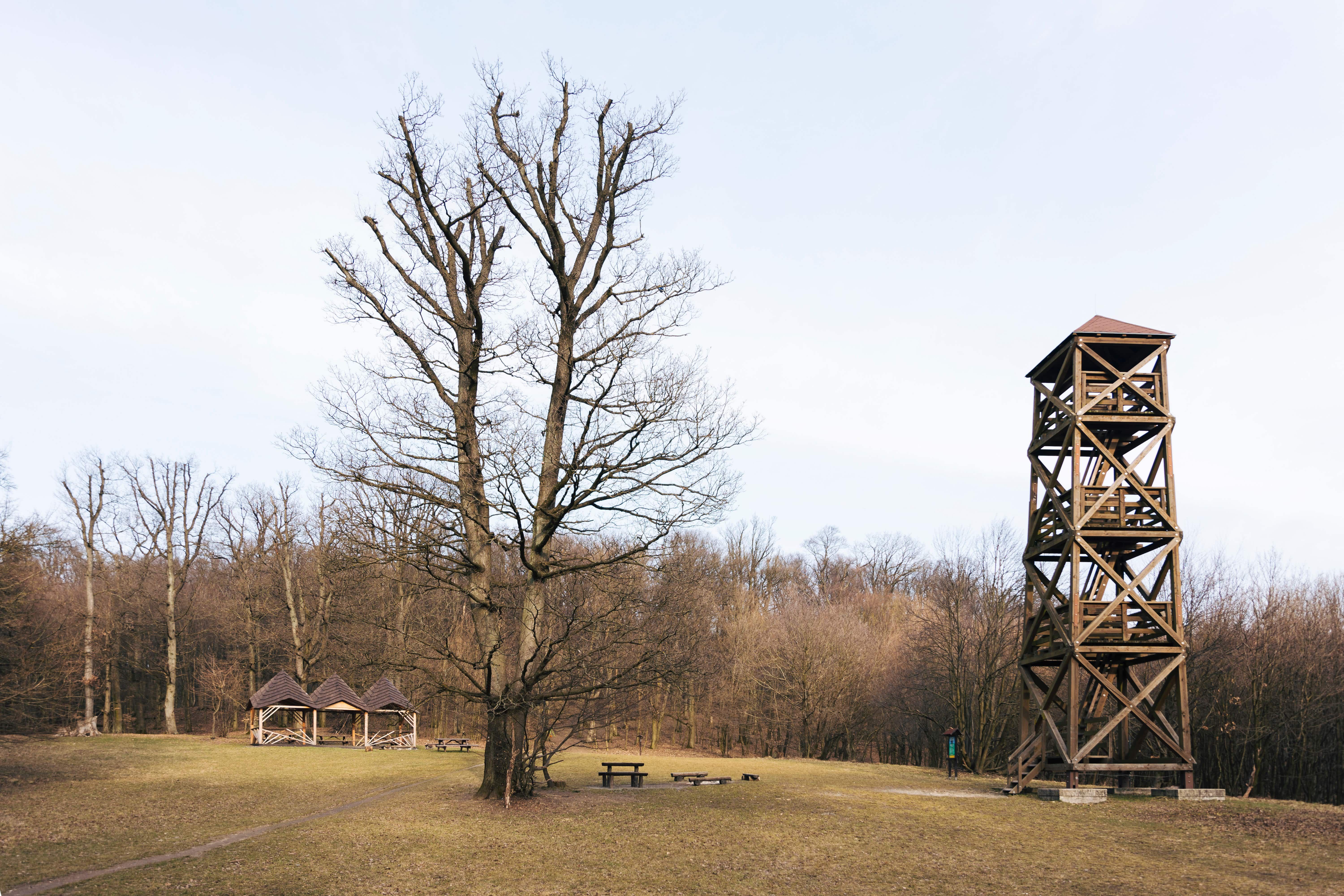 Rozhľadňa na Americkej lúke v bratislavskom lesoparku má 15 metrov. V tieto dni prechádza obnovou, ktorá potrvá asi dva týždne.