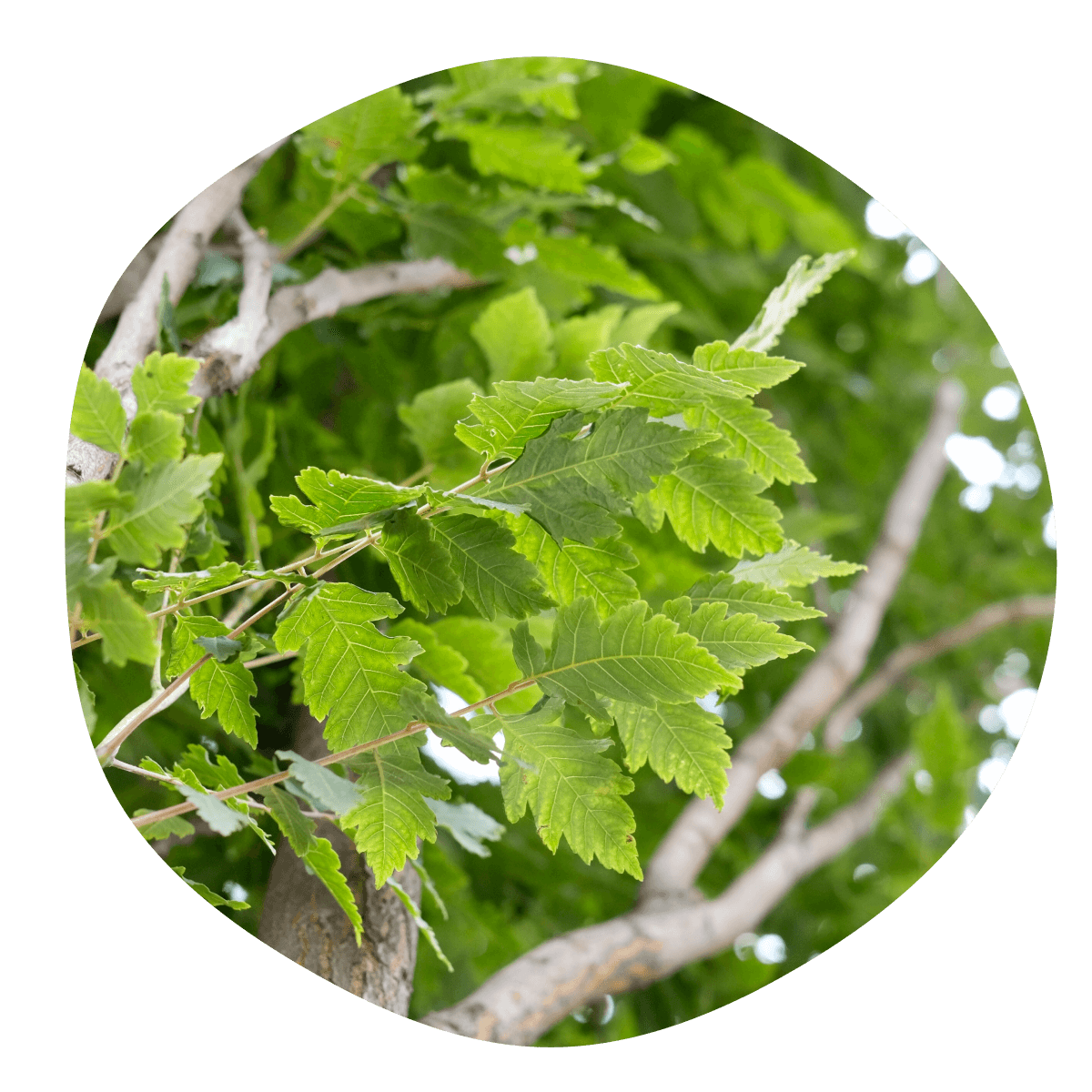 Jaseňovec metlinatý